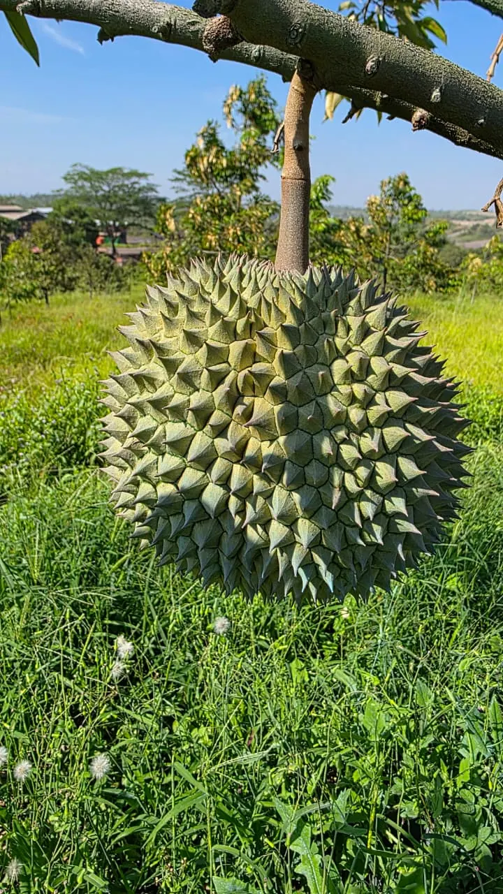 Durians ripening on the tree at the Cintapuri farm