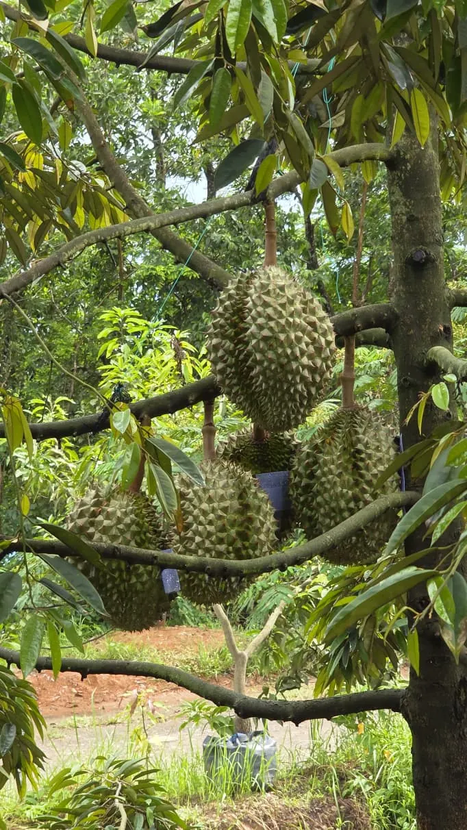 Durians ripening on the tree at the Cintapuri farm