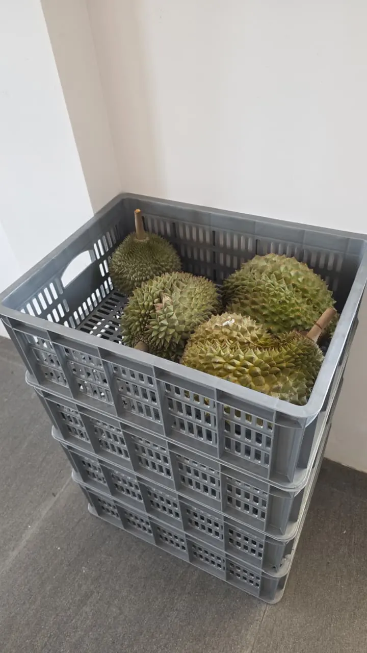 Freshly harvested durians in crates