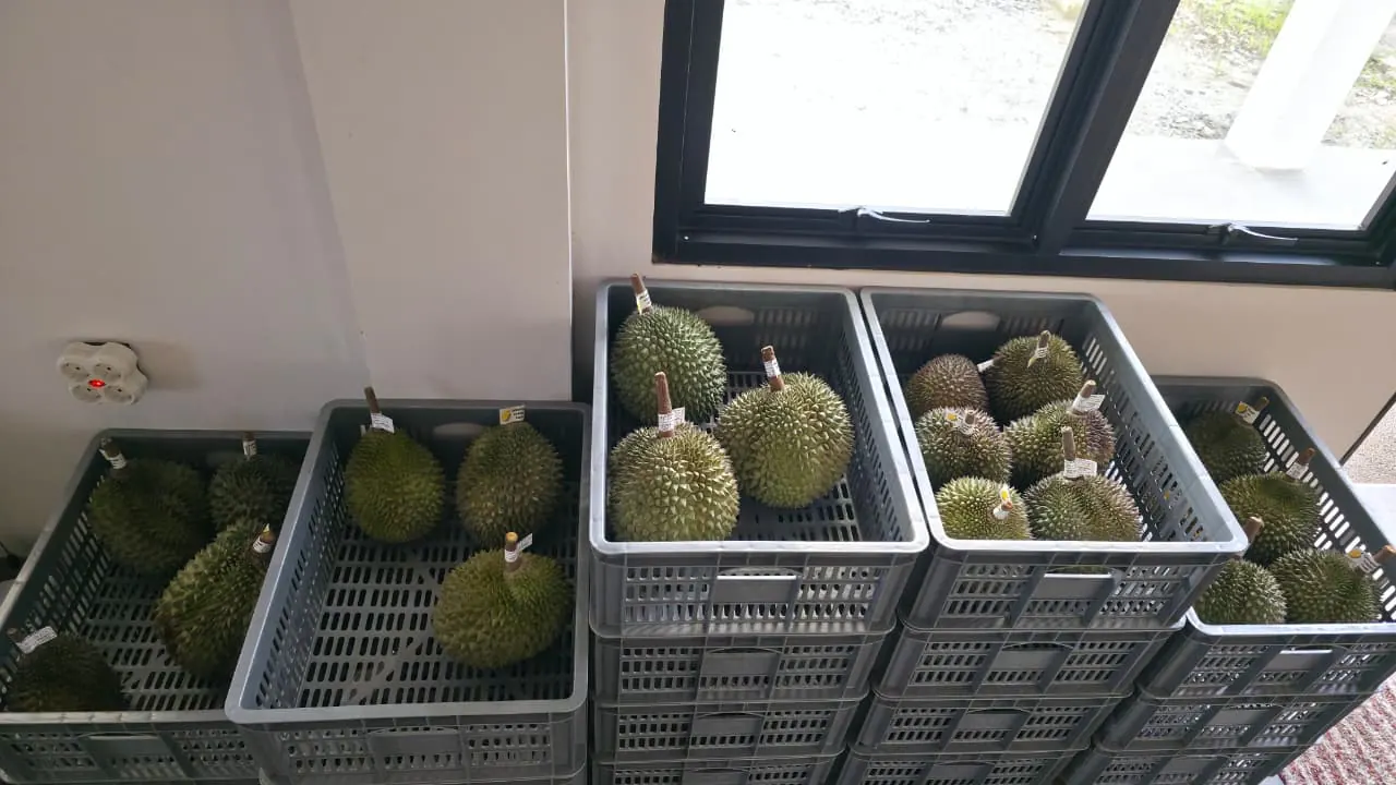 Graded and tagged export-quality durians